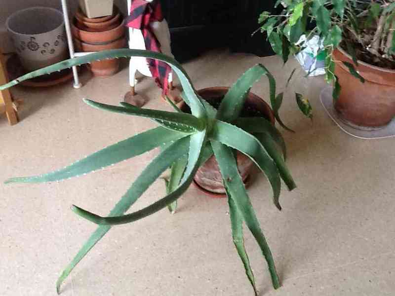 Planta Aloe vera