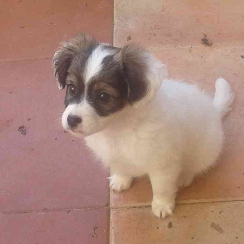 Busco muebles de jardin gratis 