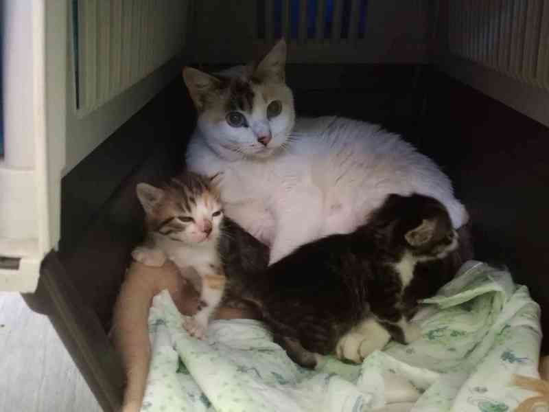 Adopcion para esta mama gata