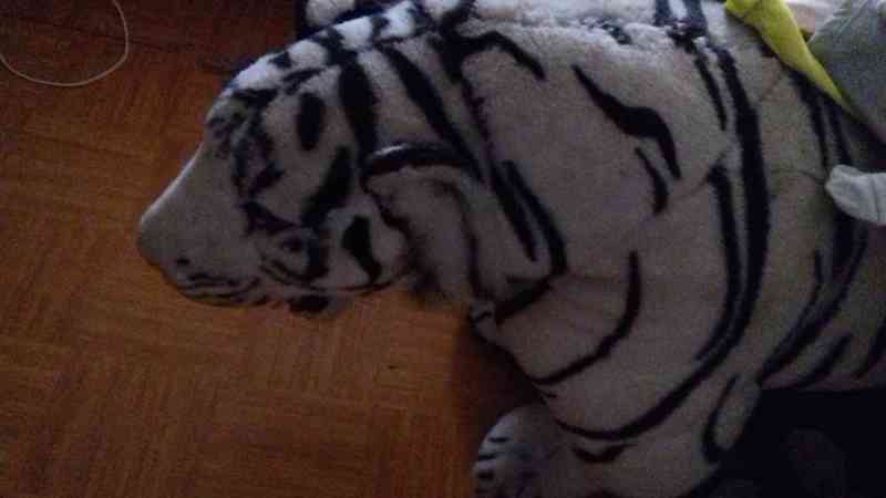 Regalo tigre blanco y negro enorme