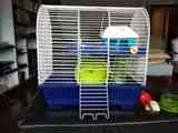Hamster: jaula y accesorios