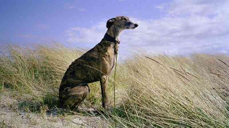 No más abandono de los perros GALGOS