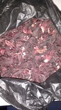 Pétalos de hibiscus