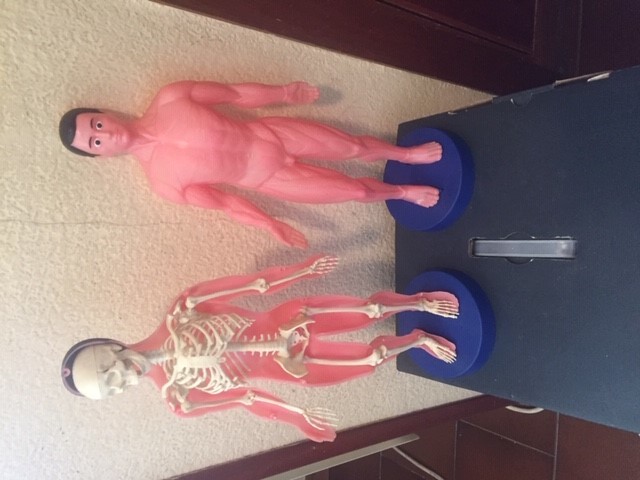 Juego de anatomía para niños EDUCA