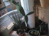 Regalo plantas tipo cactus