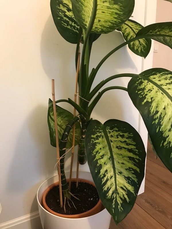 Planta de interior - Dieffenbachia