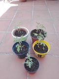 Plantones tomates