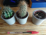 Cactus pequeños y macetita