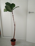 Ficus