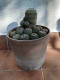 Maceta cactus