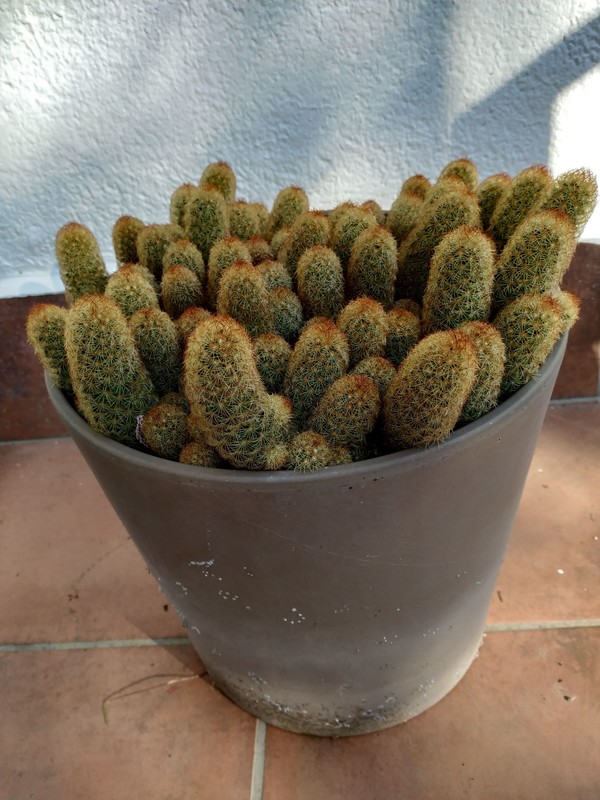 Maceta cactus