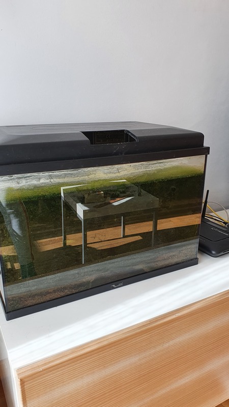 Regalo acuario 40 litros con plantas naturales y 4 neones