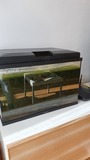 Regalo acuario 40 litros con plantas naturales y 4 neones