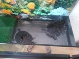 Regalo acuario con dos tortugas 