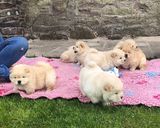 Hermosos cachorros Chow Chow,