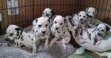 Hermosos cachorros dálmatas,