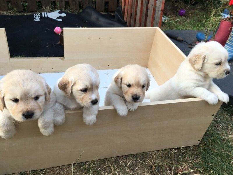 Lindo perro perdiguero de oro,