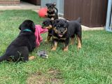 hermosos cachorros rottweiler