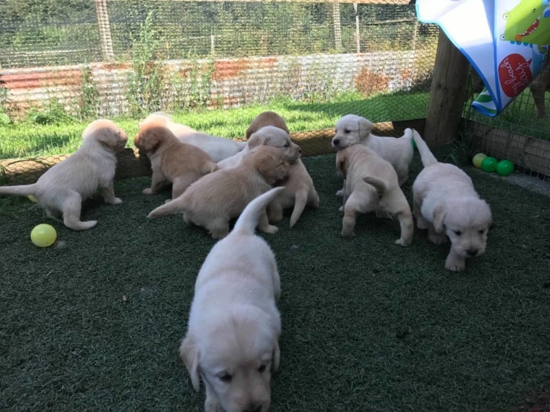 impresionantes cachorros labrador