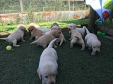 impresionantes cachorros labrador