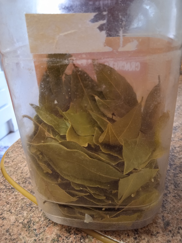 Medio bote de hojas de laurel (+ de 1)