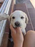 Regalo cachorro Mastin-Labrador