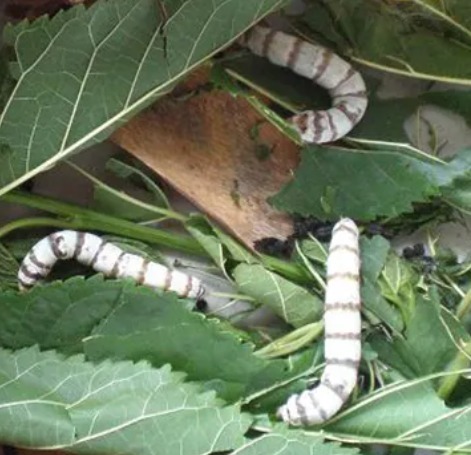 GUSANITOS de SEDA para niños 