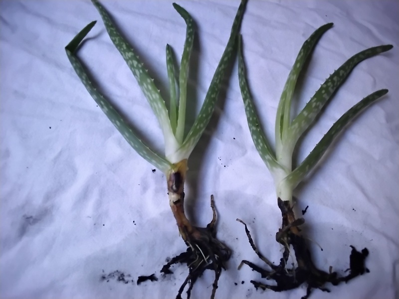 DOY PLANTAS DE ALOE VERA 