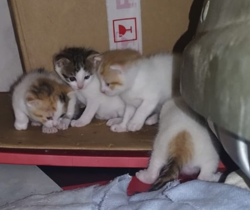 Se dan Gatitos en adopcion