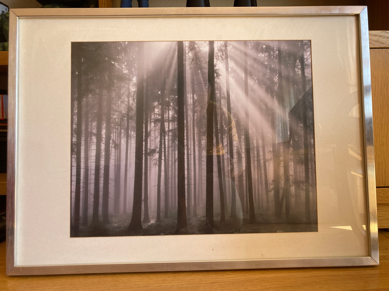 Lámina decorativa - bosque