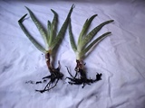 PLANTAS DE ALOE VERA 