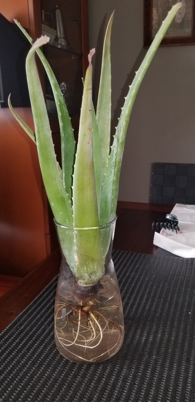 Aloe Vera sin plantar. Hijo bastante grande con raices