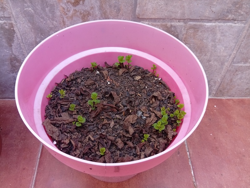 Planta de hierbabuena 