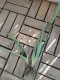 Dono 2 plantas de aloe vera