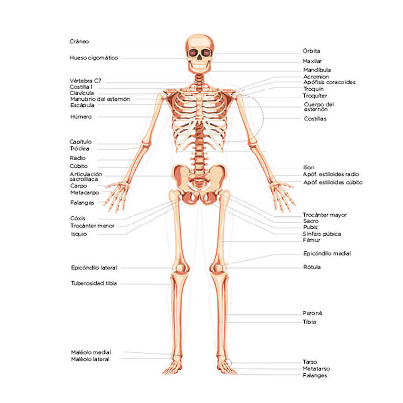 Necesito camilla. Estudio Quiromasaje 