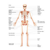 Necesito camilla. Estudio Quiromasaje 