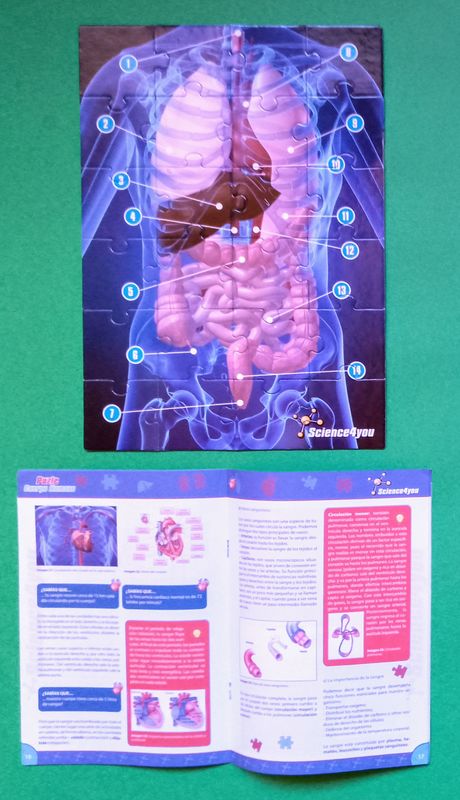 Puzle del cuerpo humano