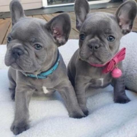 Cachorros Bulldog Frances 