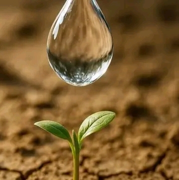 Ofertas agrícolas no reembolsables