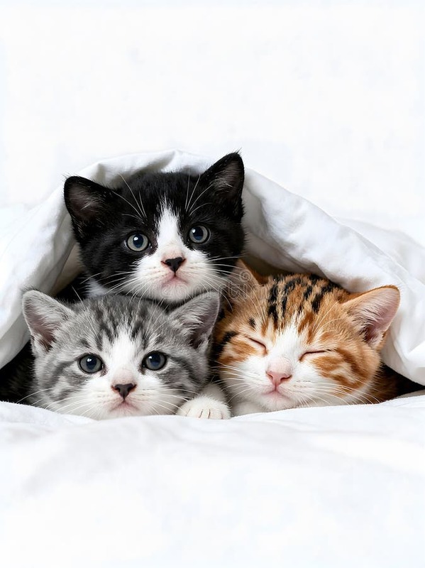 Busco cachorrito de gato 