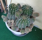 Regalo los cactus pequeños