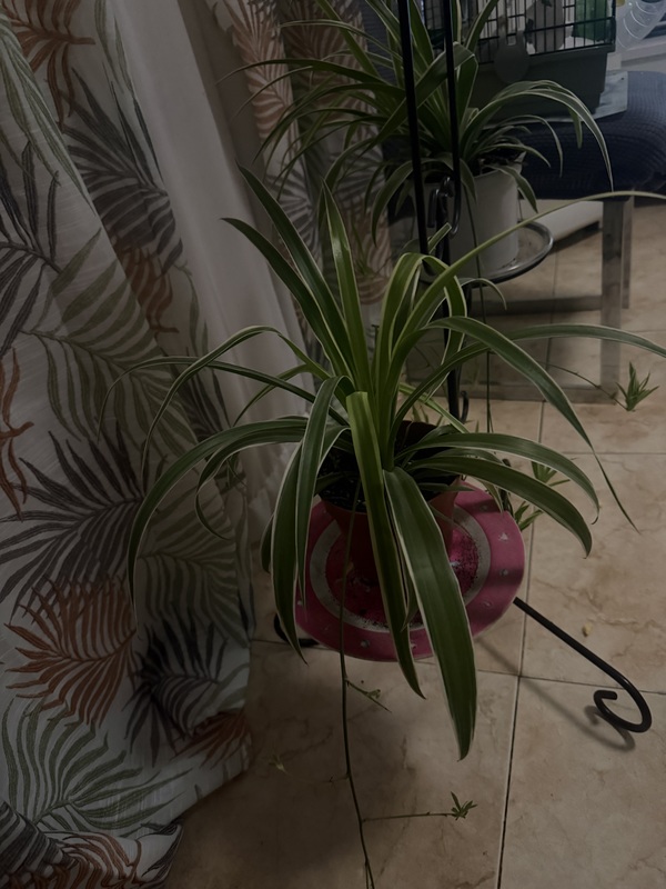 Regalo estas dos plantas 