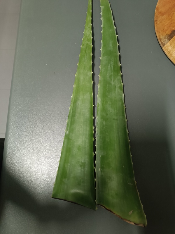 Regalo hoja grande de aloe vera para usar su gel natural 