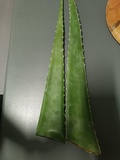 Regalo hoja grande de aloe vera para usar su gel natural 