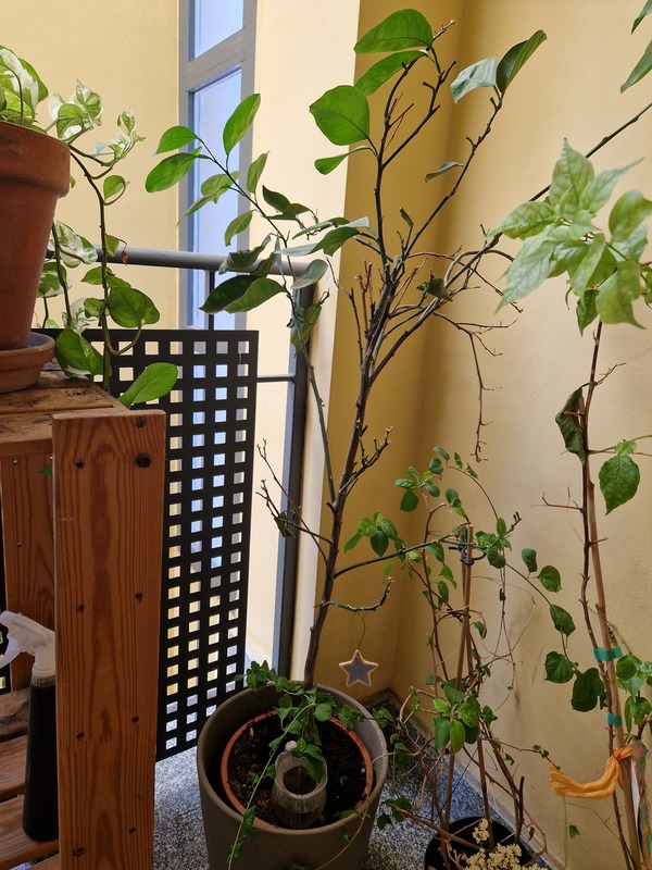 Naranjo