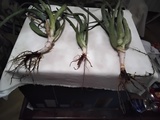 DOY PLANTAS DE ALOE VERA 