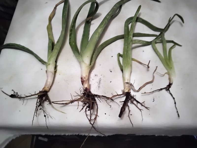 DOY PLANTAS DE ALOE VERA 