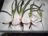 DOY PLANTAS DE ALOE VERA 